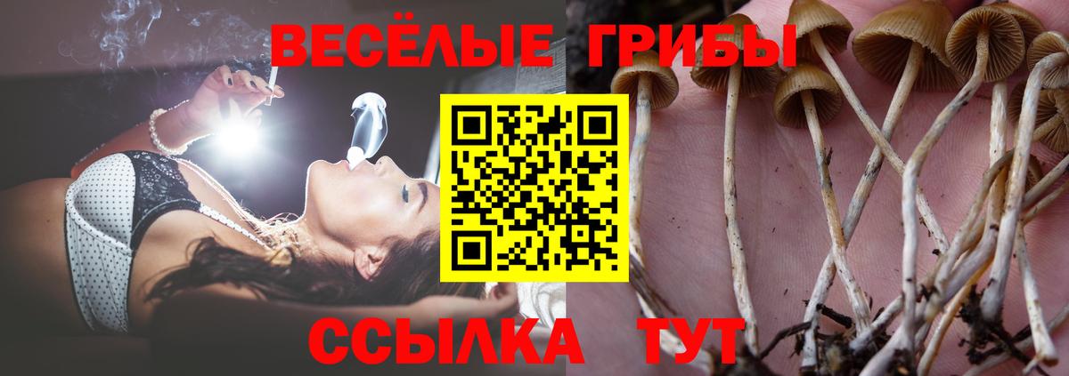 Псилоцибиновые грибы Psilocybe Лабытнанги